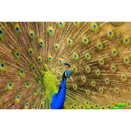 South Carolina-Charleston Peacock displaying spring tail feathers